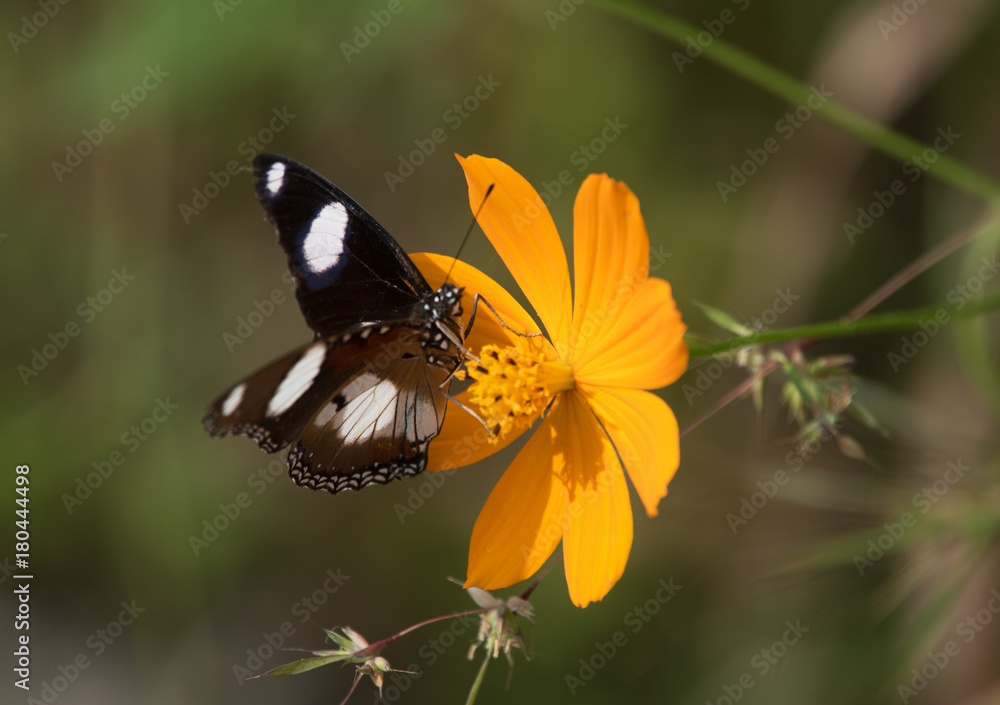Obraz premium Danaid Eggfly Butterfly on Cosmos Flower