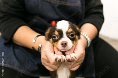 Small, cute, brown and white dog. chihuahua in hand
