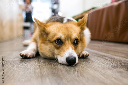 The welsh corgi in animal cafe. Small  cute dog