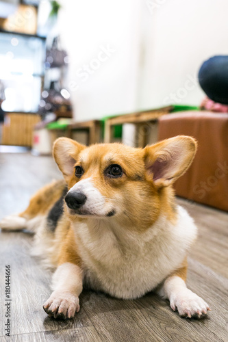 The welsh corgi in animal cafe. Small, cute dog