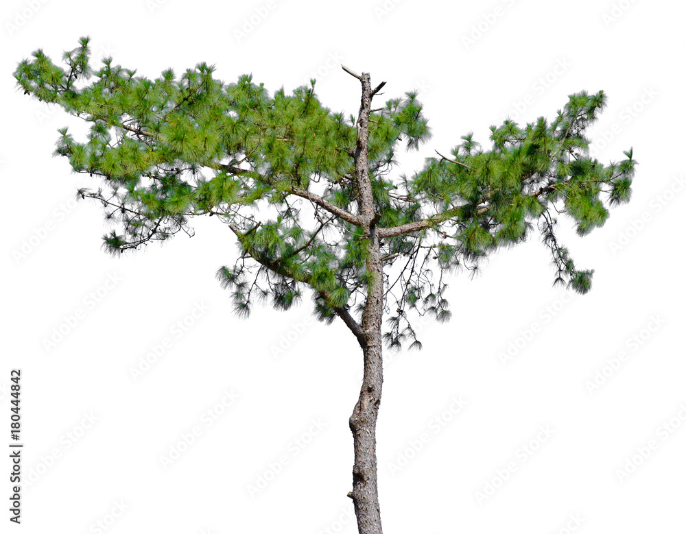 Pine tree in isolated Pine tree in isolated