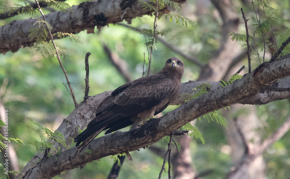 Obraz premium Black Kite Juvenile