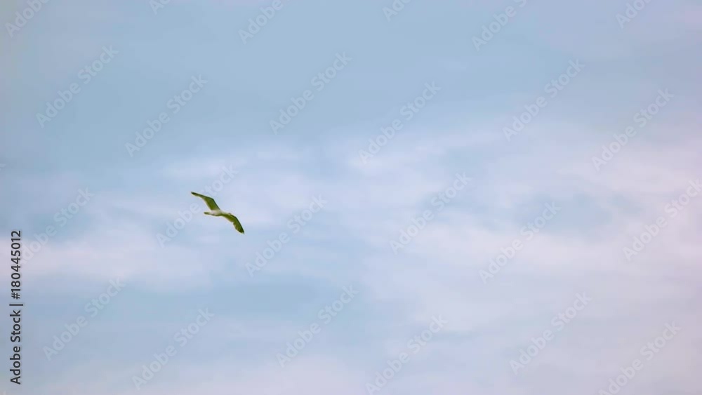 Seagull on sky background. Flight of bird in slow-mo. Seagull on sky background. Flight of bird in slow-mo.