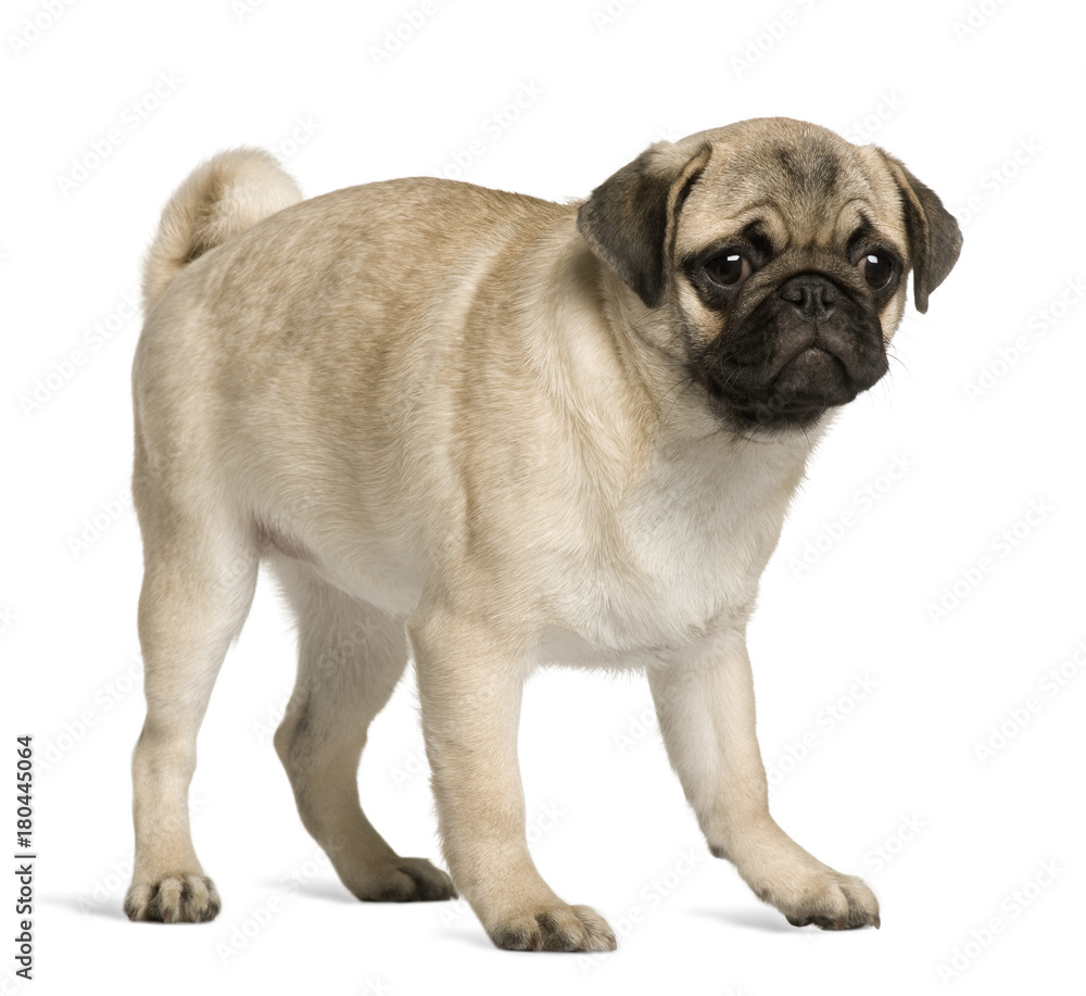 Pug puppy, 5 months old, standing in front of white background