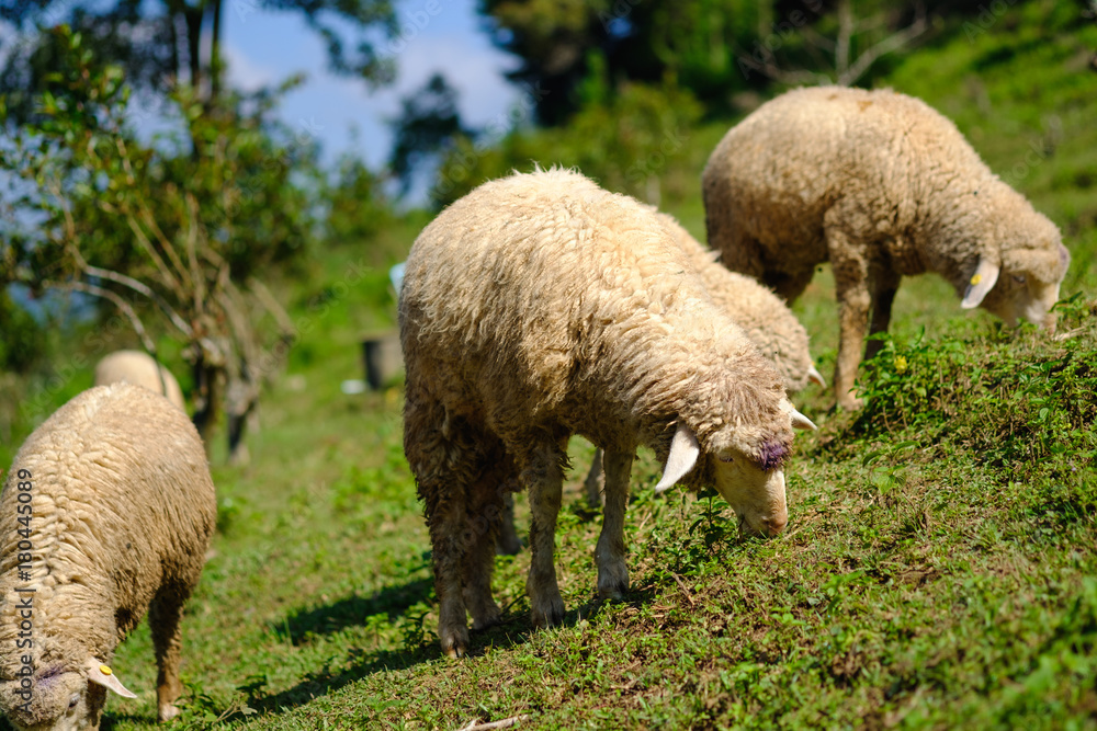 Sheeps in farmland eating meadow Sheeps in farmland eating meadow