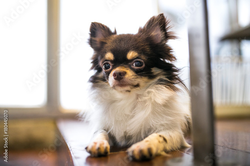 Hairy, brown and white chihuahua. Small, cute dog at animal cafe © Kateryna