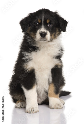 Australian Shepherd puppy, 8 weeks old, sitting in front of white background