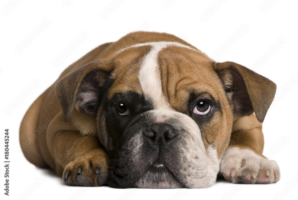 English bulldog puppy, 4 months old, lying in front of white background English bulldog puppy, 4 months old, lying in front of white background