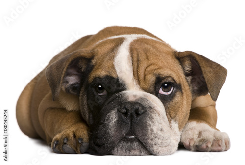 English bulldog puppy, 4 months old, lying in front of white background © Eric Isselée