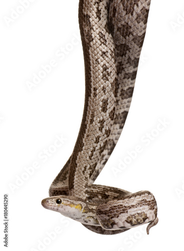 Baird's rat snake, Elaphe bairdi, hanging in front of white background photo