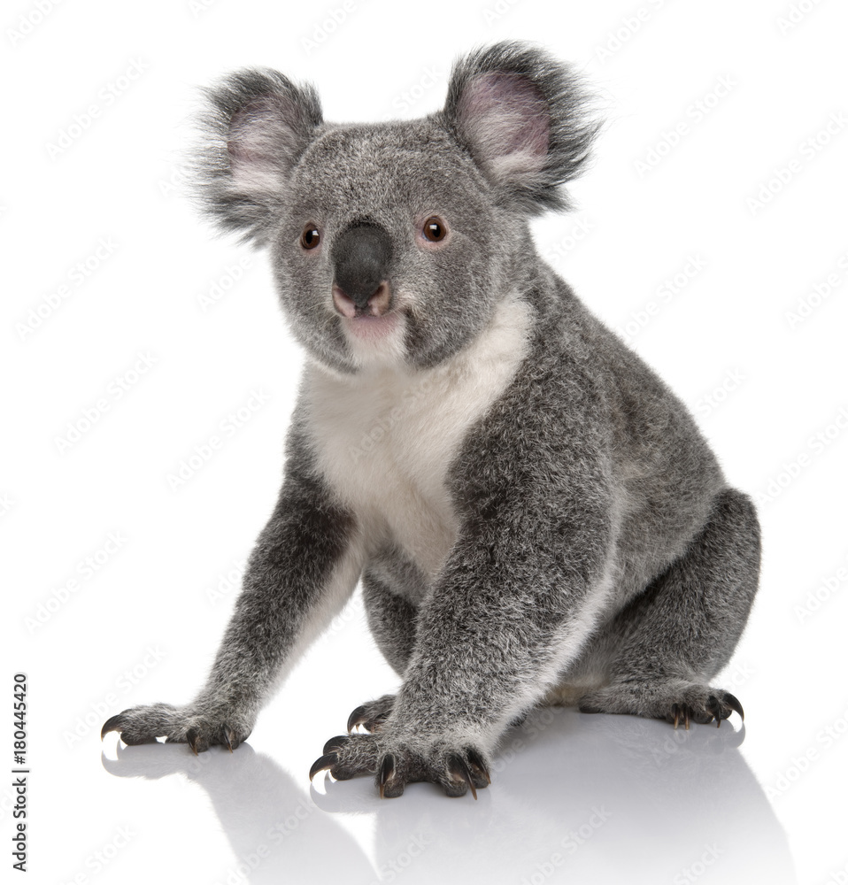Obraz premium Młody koala, Phascolarctos cinereus, 14 miesięcy, siedzący na białym tle