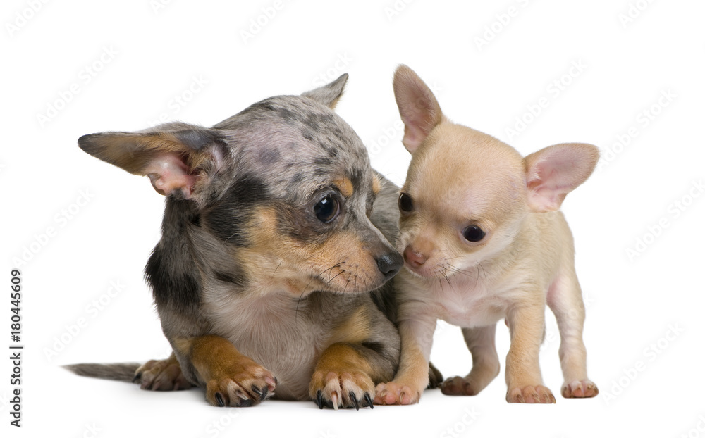 Mother Chihuahua  and her puppy, 8 weeks old, in front of white background