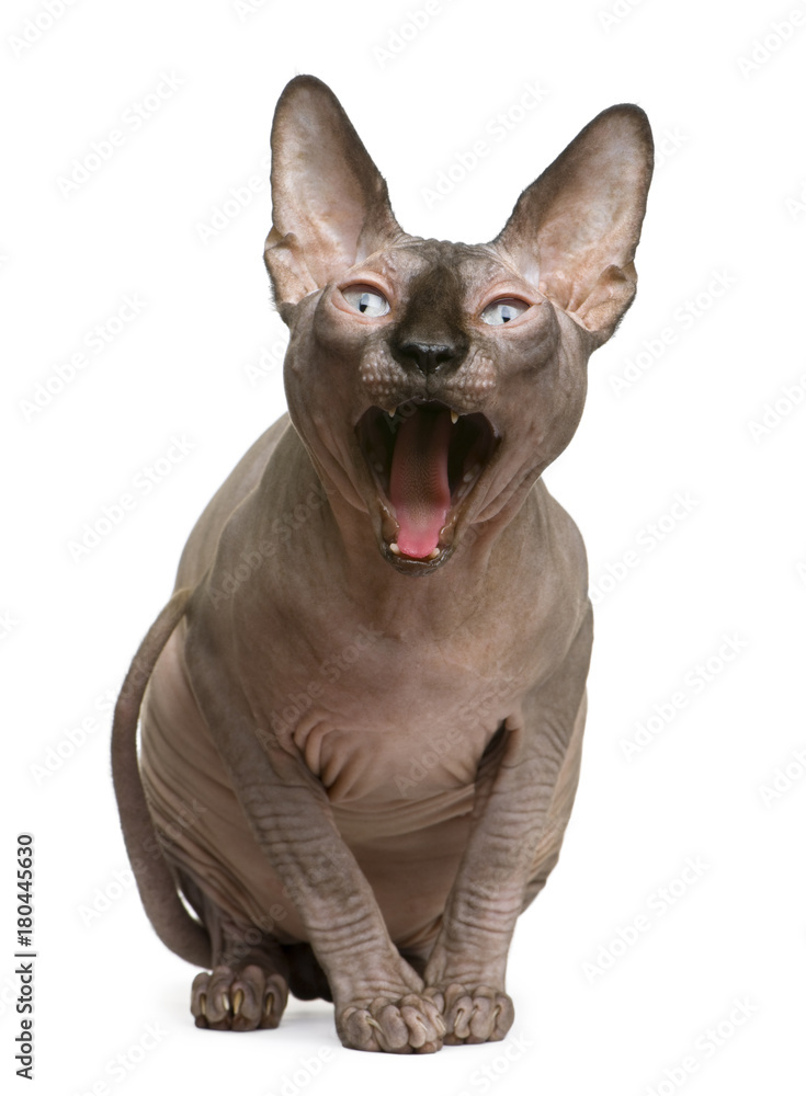 Sphynx cat, 1 year old, yawning in front of white background