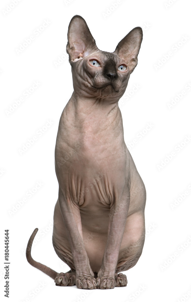 Sphynx cat, 1 year old, sitting in front of white background