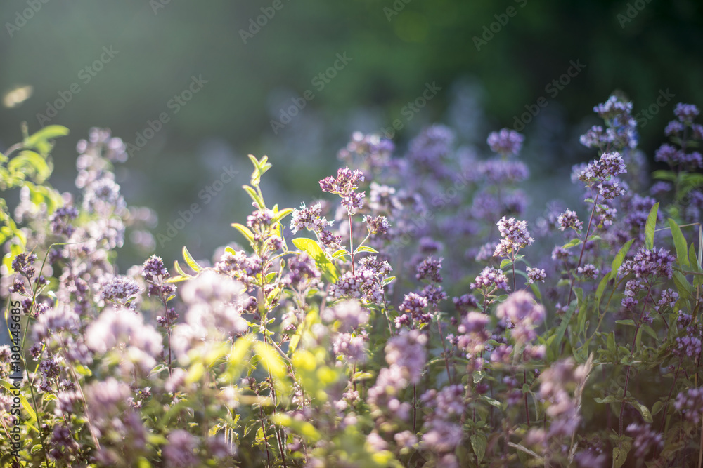 Obraz premium Summer meadow