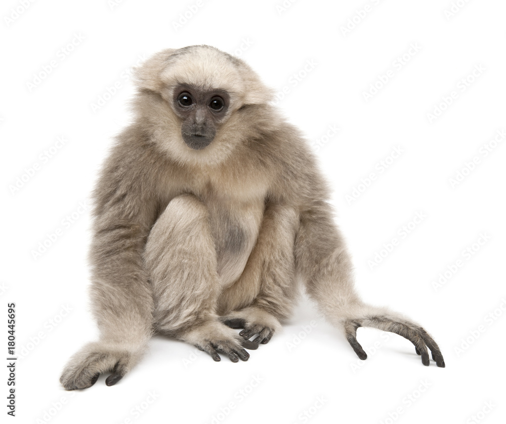 Obraz premium Young Pileated Gibbon, 1 year old, Hylobates Pileatus, sitting in front of white background