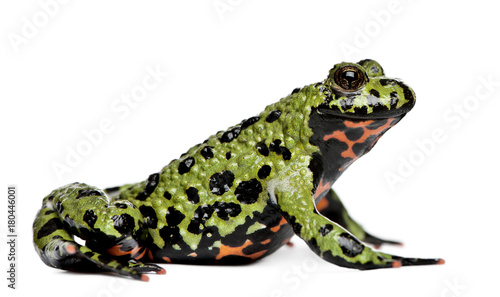 Smiling Oriental Fire-bellied Toad, Bombina orientalis, in front of white background