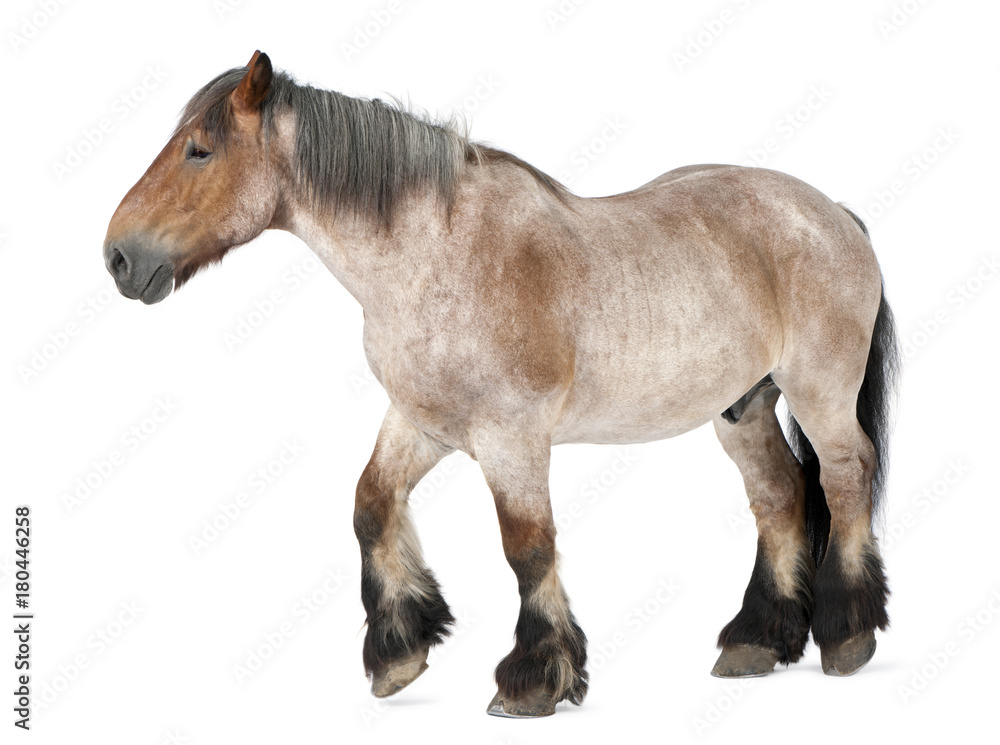 Fototapeta premium Belgian horse, Braban√ßon, 16 years old, walking in front of white background