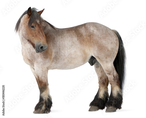 Belgian horse  Belgian Heavy Horse  Brabancon  a draft horse breed  16 years old  standing in front of white background