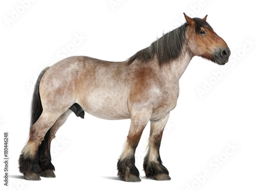Belgian horse, Braban√ßon, 16 years old, standing in front of white background