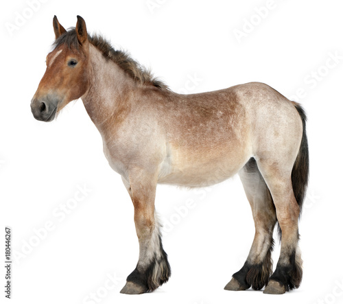 Belgian Heavy Horse foal, Brabancon, a draft horse breed, 13 months old, standing in front of white background