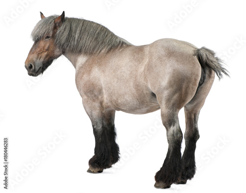 Belgian horse, Belgian Heavy Horse, Brabancon, a draft horse breed, 11 years old, standing in front of white background