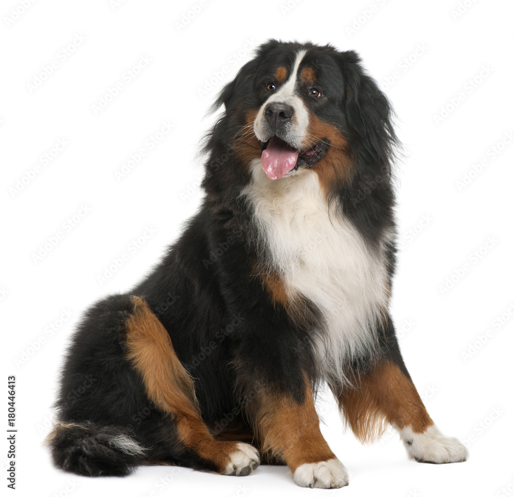 Bernese Mountain Dog, 3 years old, sitting in front of white background