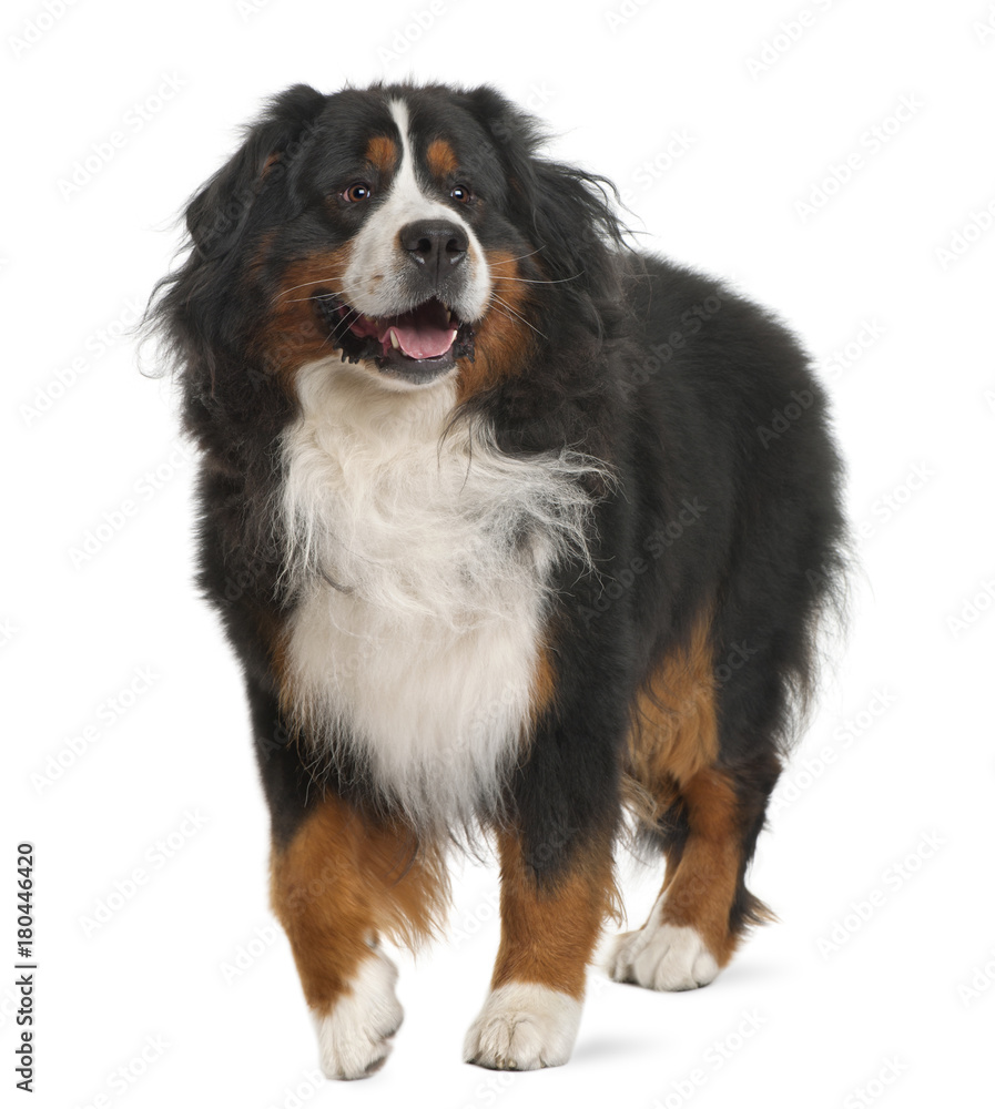 Bernese Mountain Dog, 3 years old, standing in front of white background