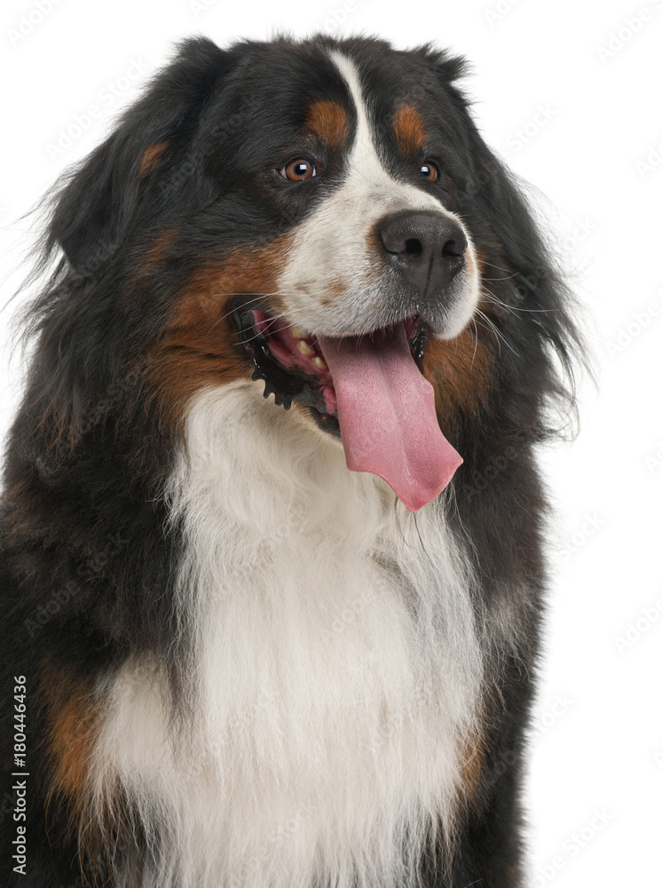 Bernese Mountain Dog, 3 years old, sitting in front of white background