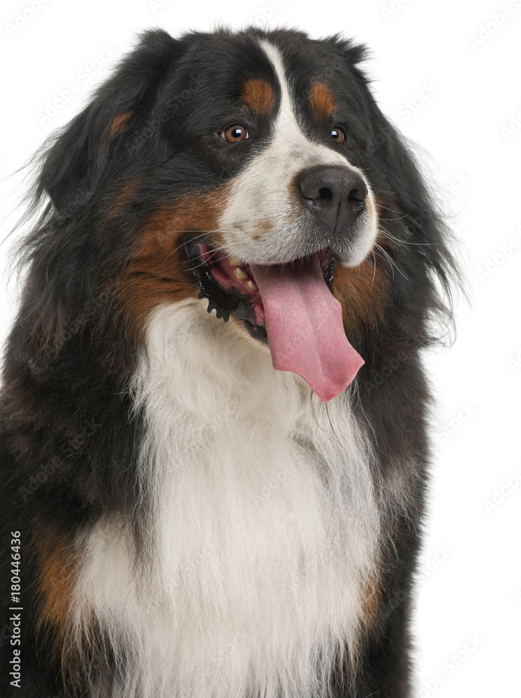 Bernese Mountain Dog, 3 years old, sitting in front of white background Bernese Mountain Dog, 3 years old, sitting in front of white background