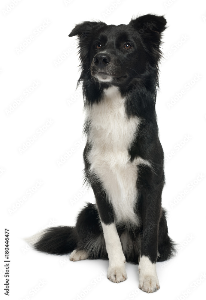 Obraz premium Border collie, 8 months old, sitting in front of white background
