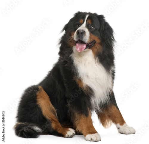 Bernese Mountain Dog, 3 years old, sitting in front of white background © Eric Isselée