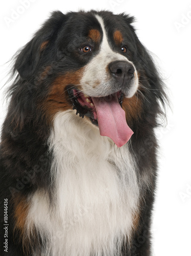 Bernese Mountain Dog, 3 years old, sitting in front of white background © Eric Isselée
