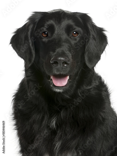 Mixed-breed dog, 3 years old, standing in front of white background © Eric Isselée