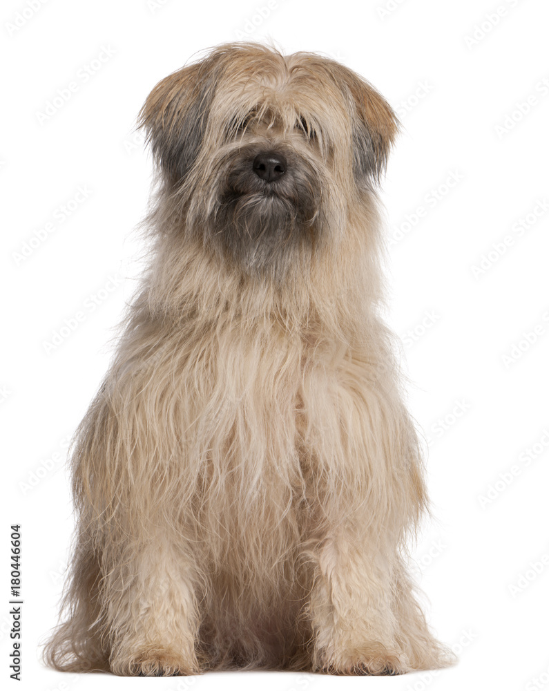 Pyrenean Shepherd dog sitting in front of white background Pyrenean Shepherd dog sitting in front of white background