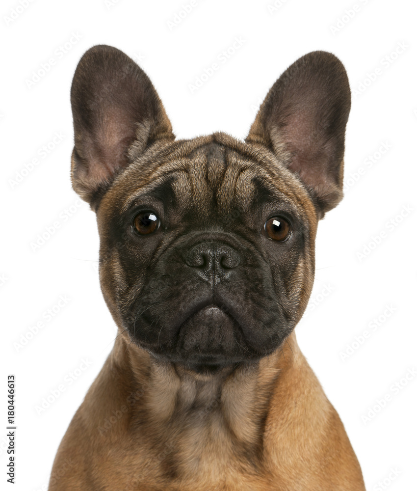 Close-up of French bulldog puppy, 4 months old, in front of white background