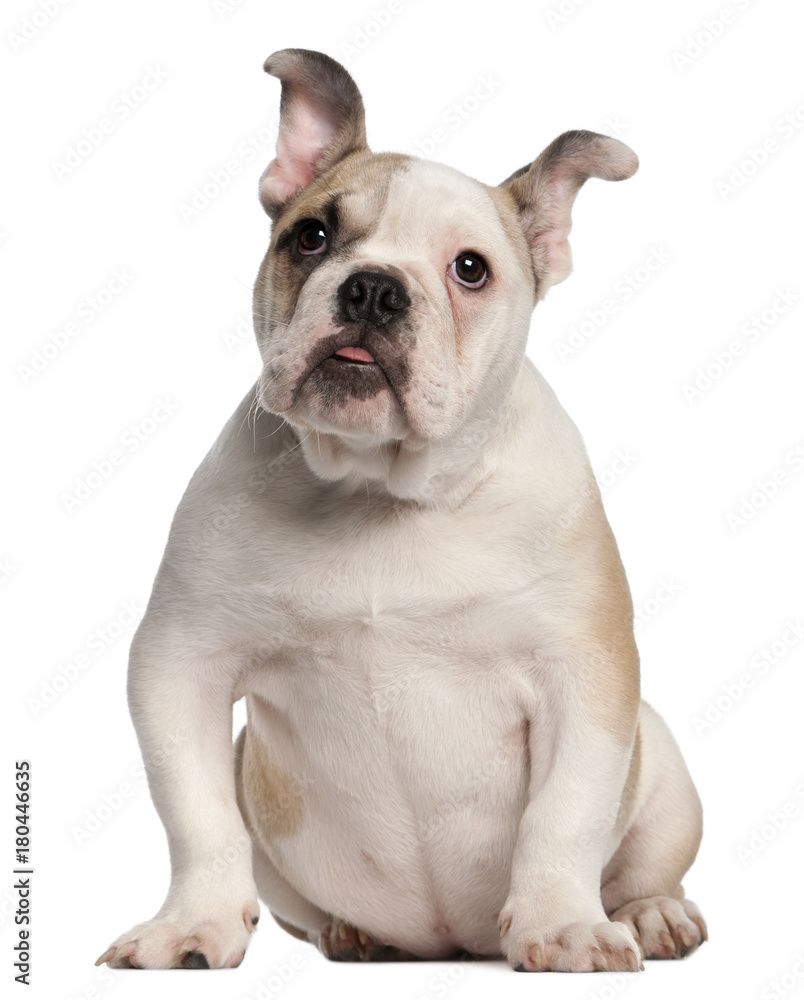 English bulldog, 4 months old, sitting in front of white background