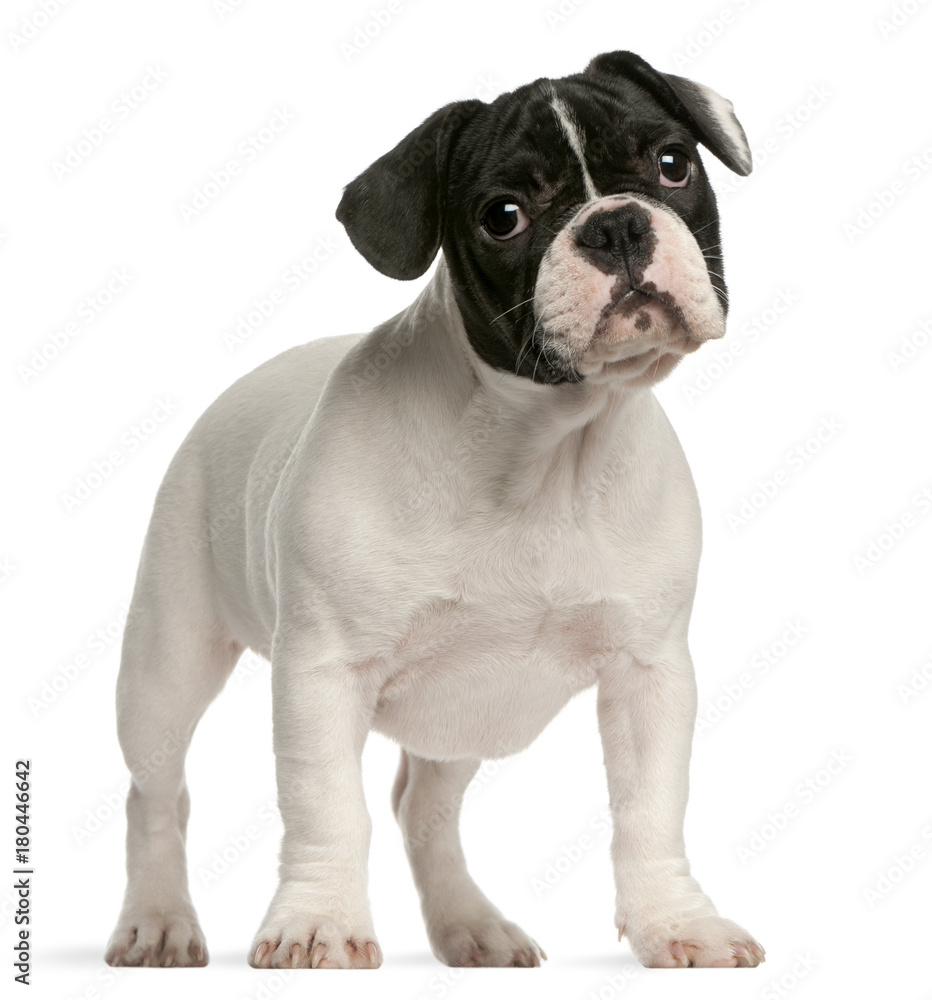 Fototapeta premium French bulldog puppy, 4 months old, standing in front of white background