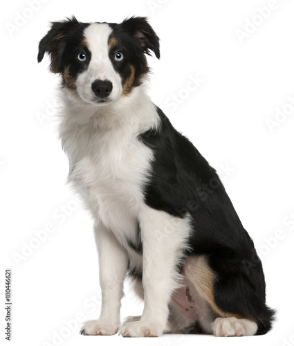 Australian Shepherd puppy, 5 months old, sitting in front of white background