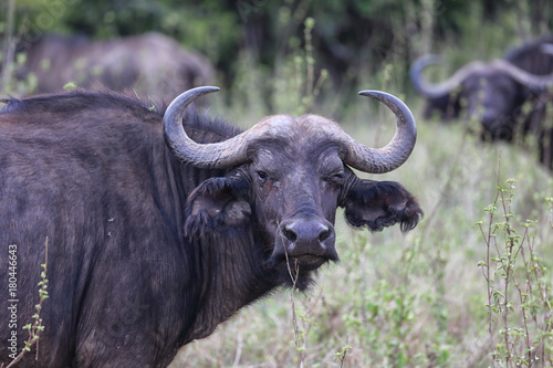 Büffel in Afrika