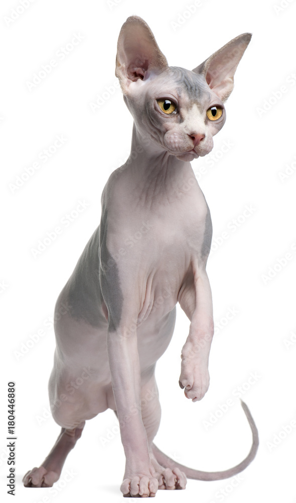 Sphynx kitten, 7 months old, in front of white background