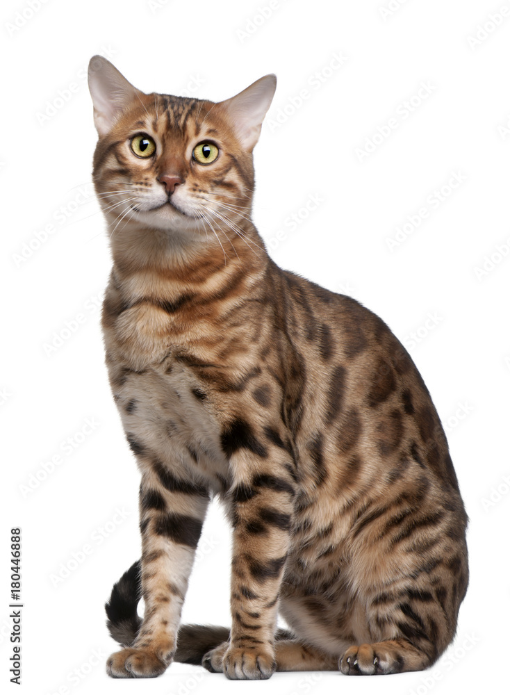 Bengal cat, 18 months old, in front of white background