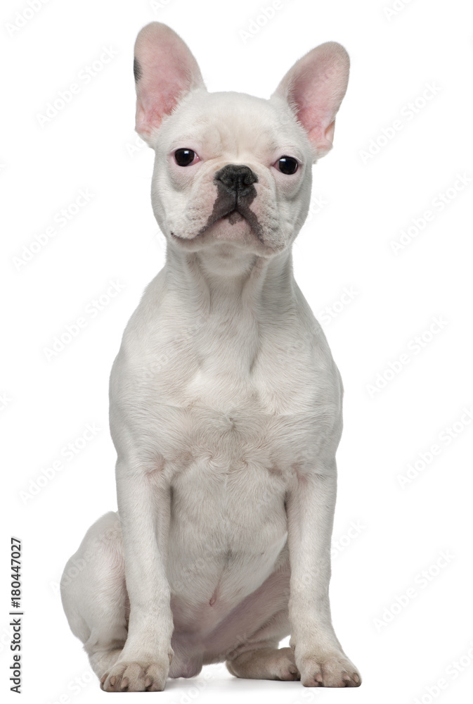 French bulldog puppy, 5 months old, sitting in front of white background