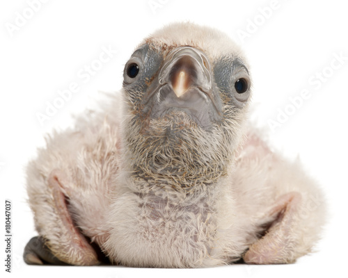 Griffon Vulture  Gyps fulvus  4 days old  in front of white background