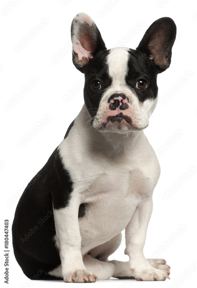 French Bulldog puppy (6 months old)