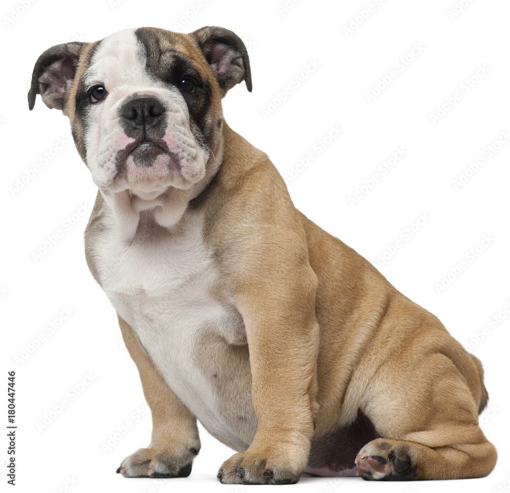 English Bulldog puppy (11 weeks old)