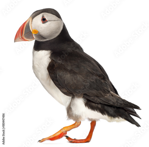 Billede på lærred Atlantic Puffin or Common Puffin, Fratercula arctica, in front of white backgrou