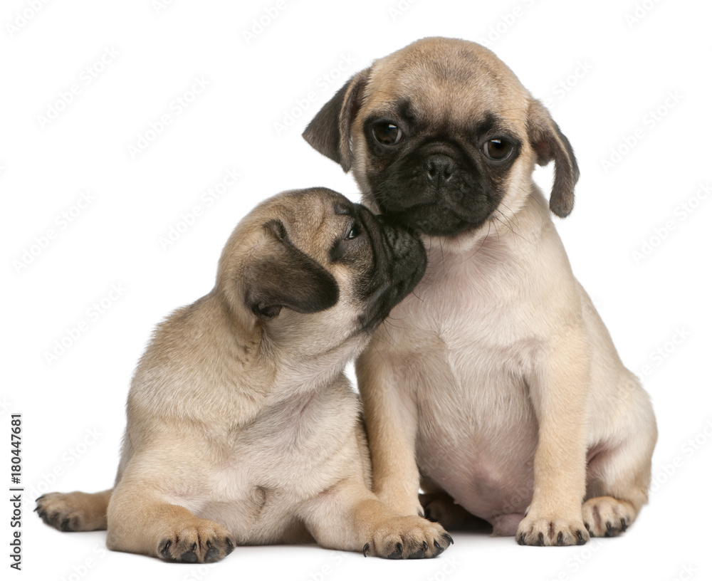 Two Pug puppies, 8 weeks old, in front of white background Two Pug puppies, 8 weeks old, in front of white background