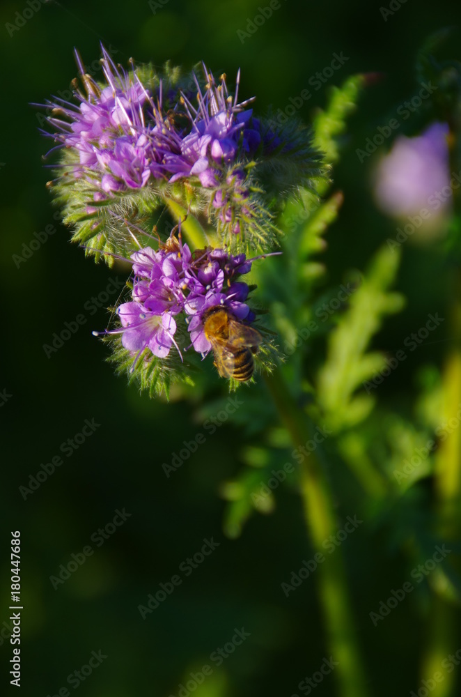 Bienenweide Bienenweide
