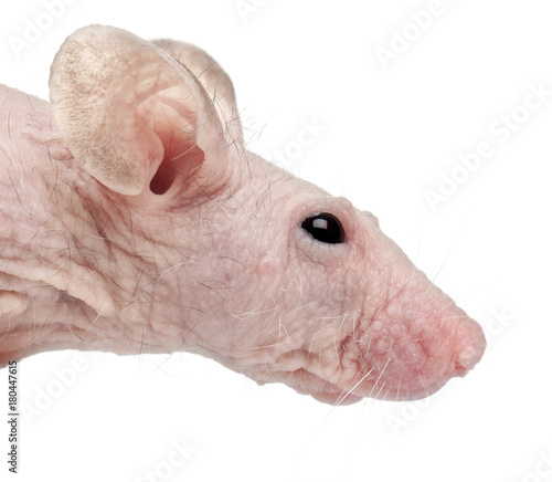 Hairless House mouse, Mus musculus, 3 months old, in front of white background